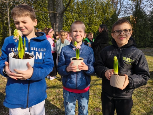 Wiosna w 3b! Sadzimy hiacynty! (1)