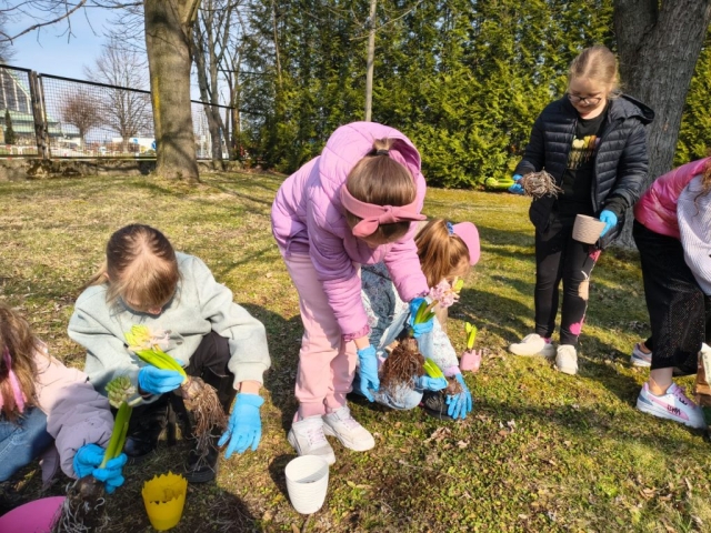 Wiosna w 3b! Sadzimy hiacynty! (10)