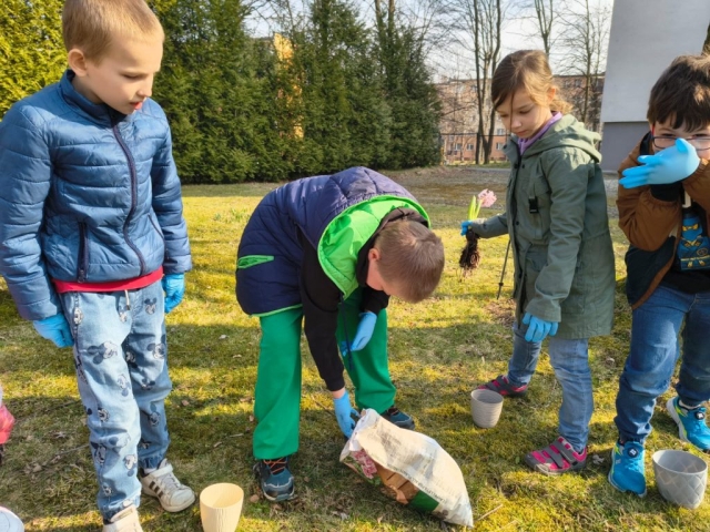 Wiosna w 3b! Sadzimy hiacynty! (2)