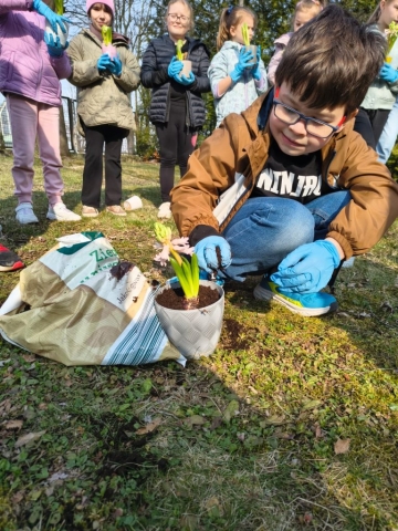 Wiosna w 3b! Sadzimy hiacynty! (3)