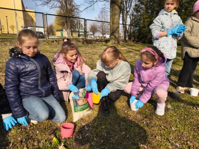 Wiosna w 3b! Sadzimy hiacynty! (4)