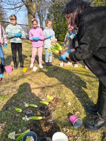 Wiosna w 3b! Sadzimy hiacynty! (6)