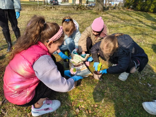 Wiosna w 3b! Sadzimy hiacynty! (8)